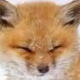 Profile image of 여우