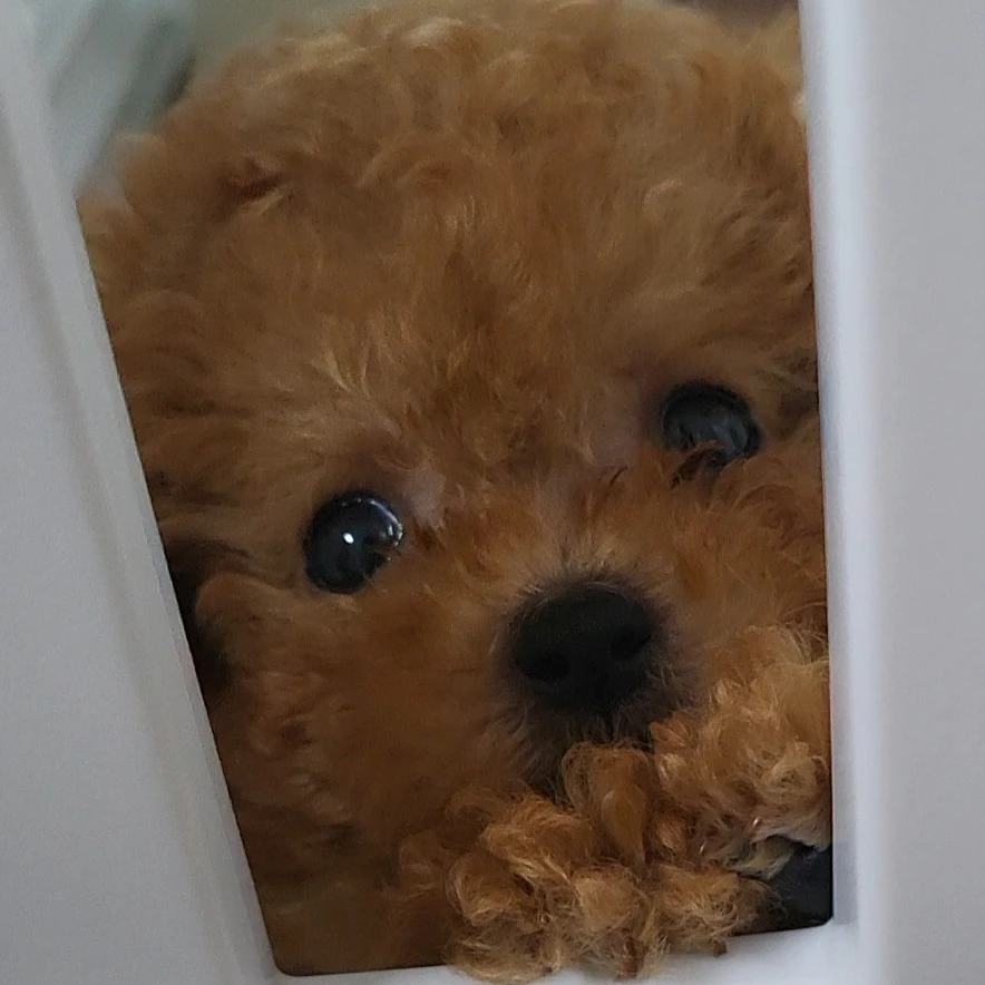 보리