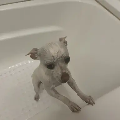 Profile image of Goose