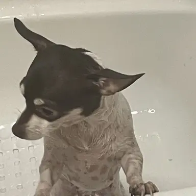 Profile image of Frankie