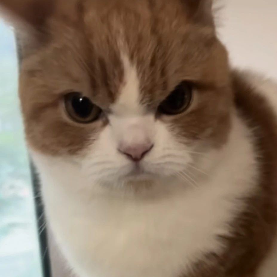 츄츄