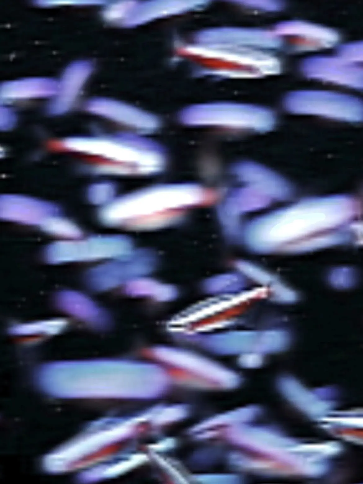 johan_luv1108의 さよならネオンテトラ