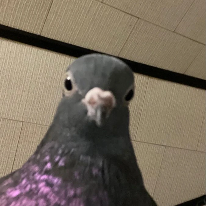 둘기