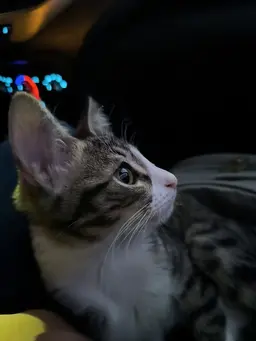 Profile image of Milo