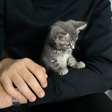 Profile image of Milo