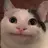 고양이 (?)
