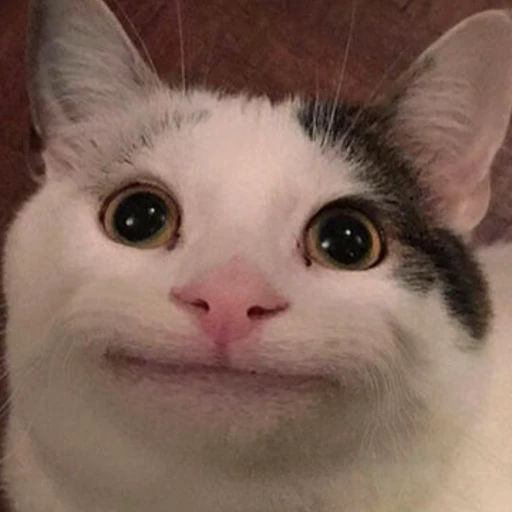 고양이 (?)