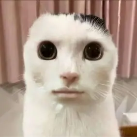Profile image of 人面猫