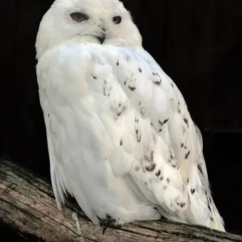 Profile image of 흰올빼미