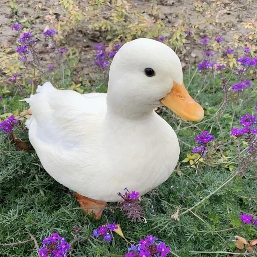 오궁이