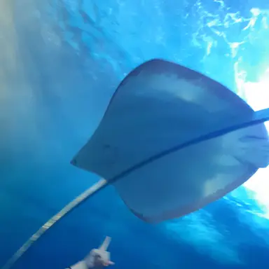 Profile image of SHUNTO