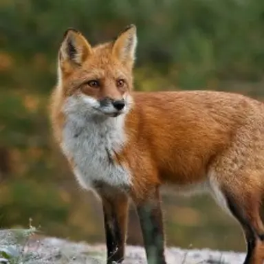Profile image of 여우