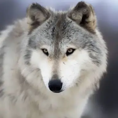 Profile image of 늑대