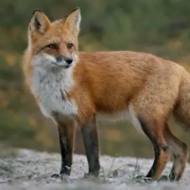 Profile image of 여우