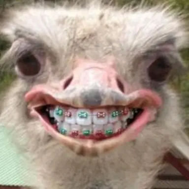 Profile image of 떵여우