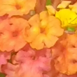 Profile image of 여우