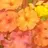 여우