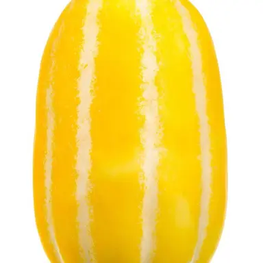 Profile image of チャメ先生
