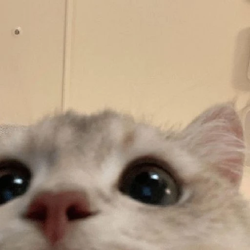 이윤아