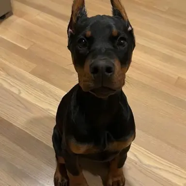 Profile image of Mochi