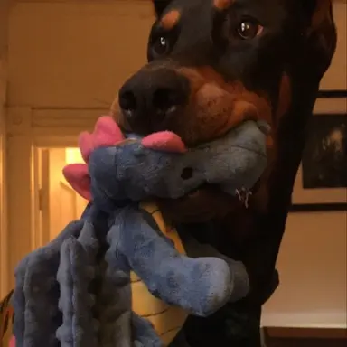 Profile image of Louie