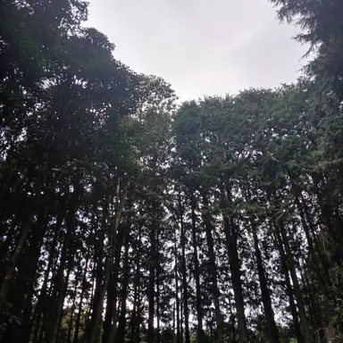 Profile image of 공룡