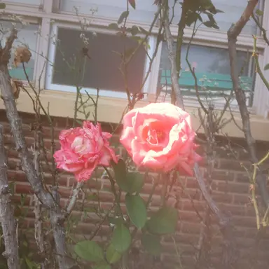 Profile image of 라더