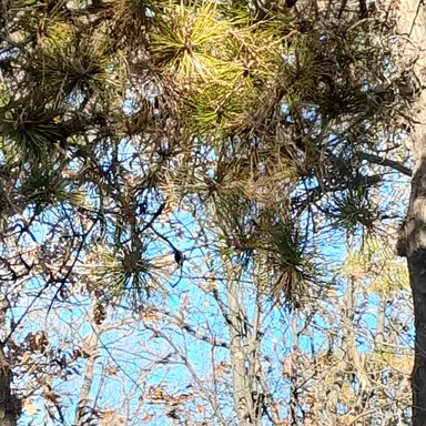 Profile image of 나오리레이