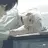 진 백