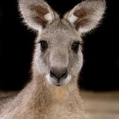 Profile image of Gunker