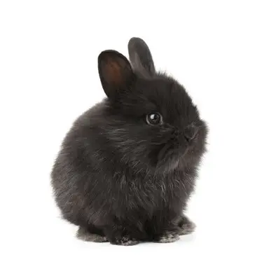 Profile image of 스페이드