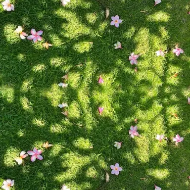 Profile image of 立花 仙蔵
