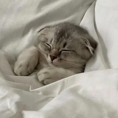 Profile image of 귀칼주들