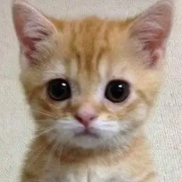 Profile image of 히연