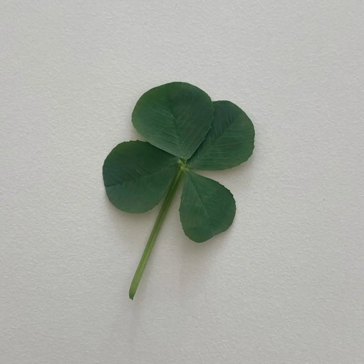 FrostyTail4961의 행운의 네잎클로버🍀