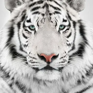 Profile image of ファン・ジホ