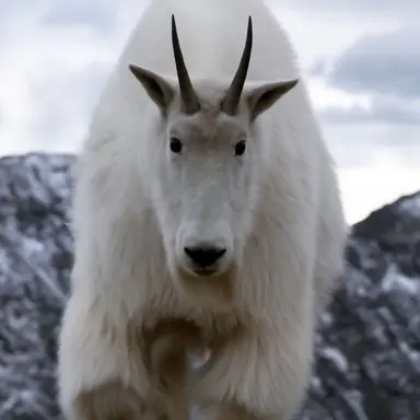 Profile image of ヤン・ジュヒ
