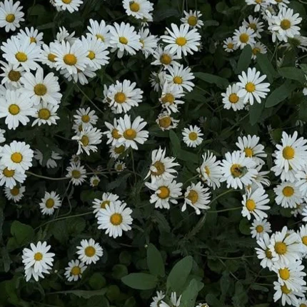 오너