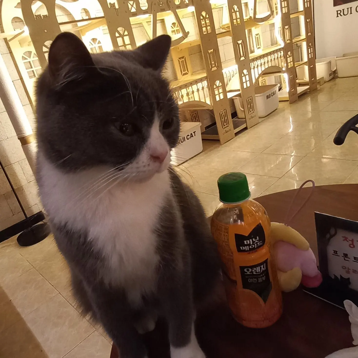 BarrenIbex2439의 고고프랜즈와 수학여행!