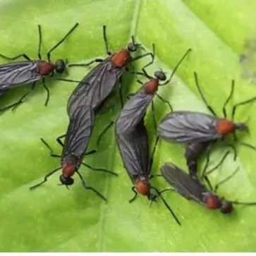 Profile image of 러브버그