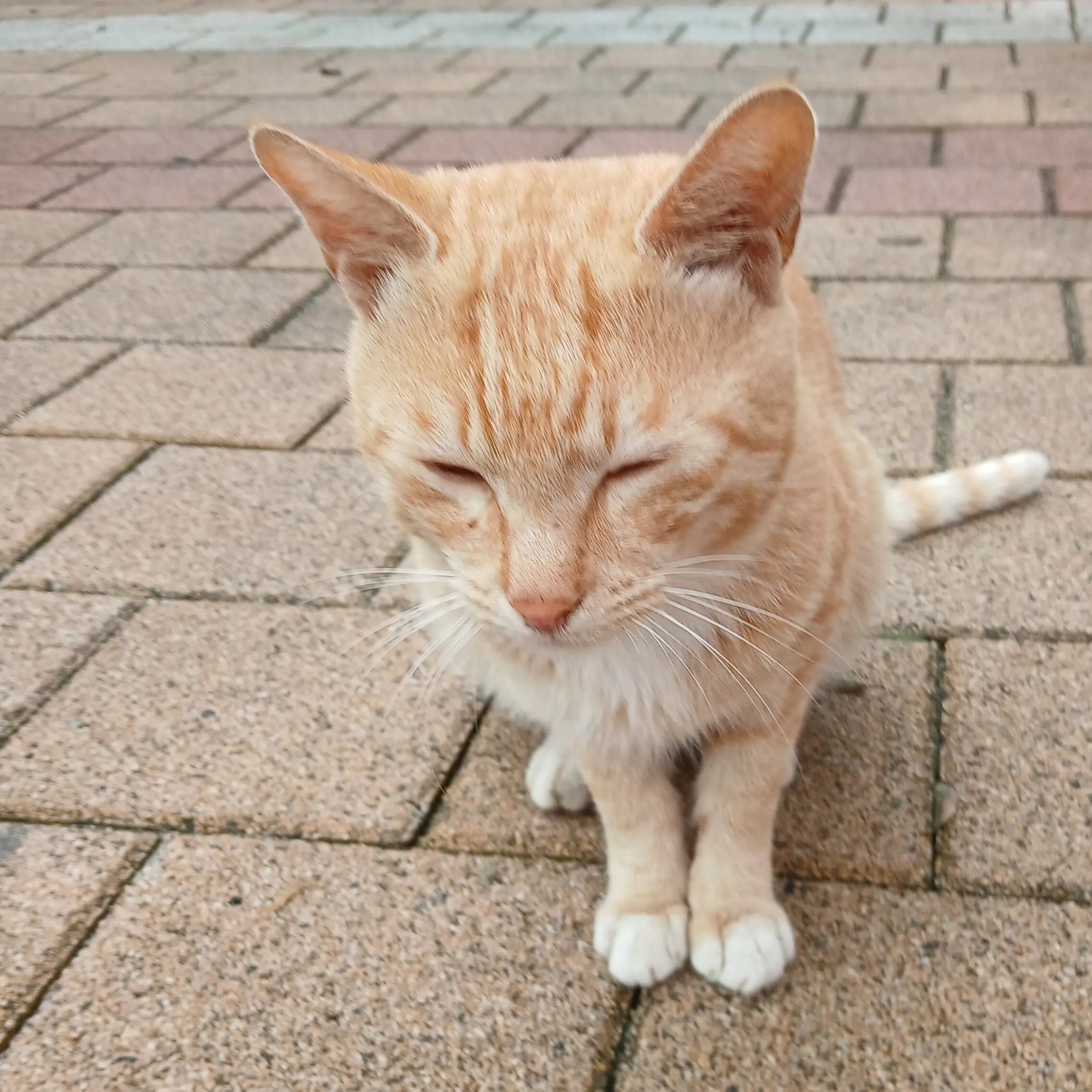 SlimIce1897의 고양이
