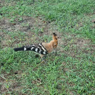 Profile image of 북한