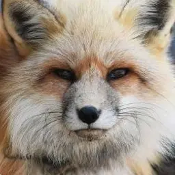 Profile image of 여우