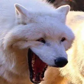 Profile image of 늑대