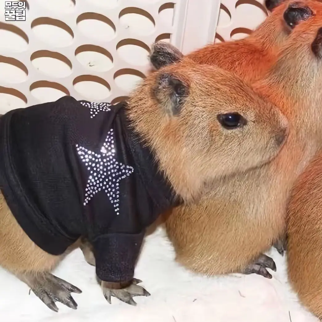 WavyGraph3474의 아기 카피바라 키우기