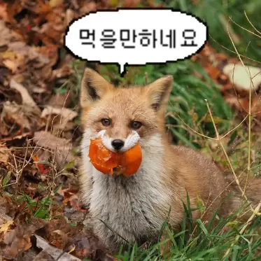 Profile image of 여우