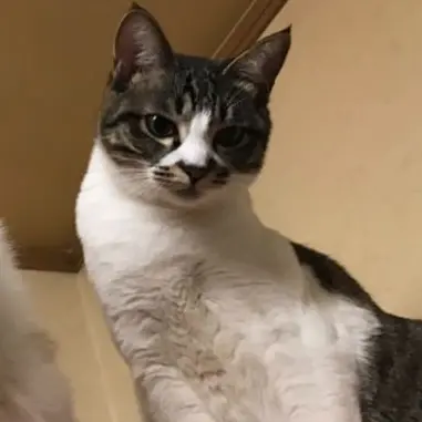Profile image of リン