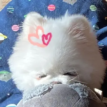 Profile image of 유투버들