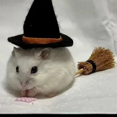 Profile image of 찍이