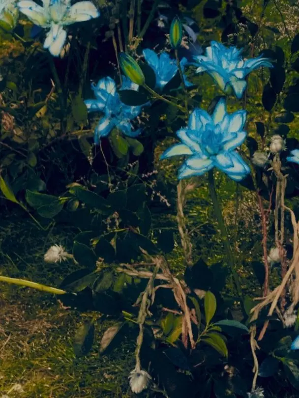 Ayati2244의 화양연화― The Lost Youth